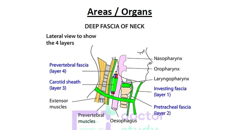 Anatomy of Head and Neck – Definition and Examples – Study Notes ...